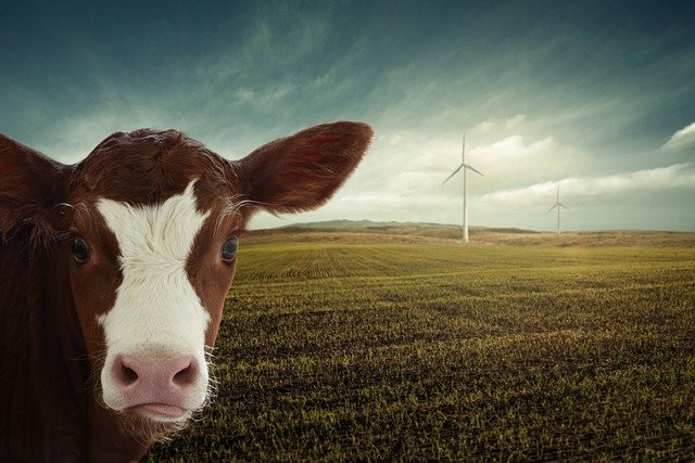 Koens Bidrag til Drivhuseffekten: CO2 og Metanudledning Forklaret